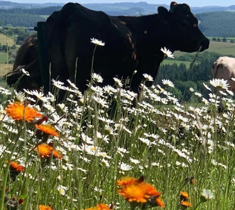 Apartament Urlaub Mit Hund Auf Dem Bauernhof Hofswald Euscheid Zewnętrze zdjęcie