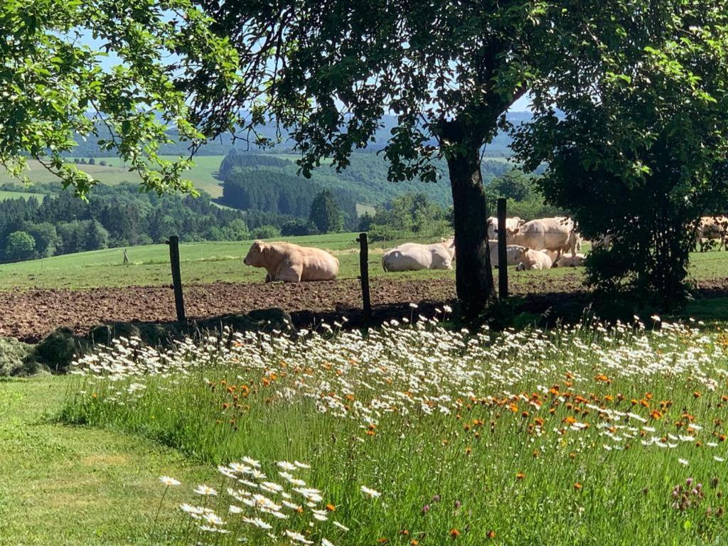 Apartament Urlaub Mit Hund Auf Dem Bauernhof Hofswald Euscheid Zewnętrze zdjęcie