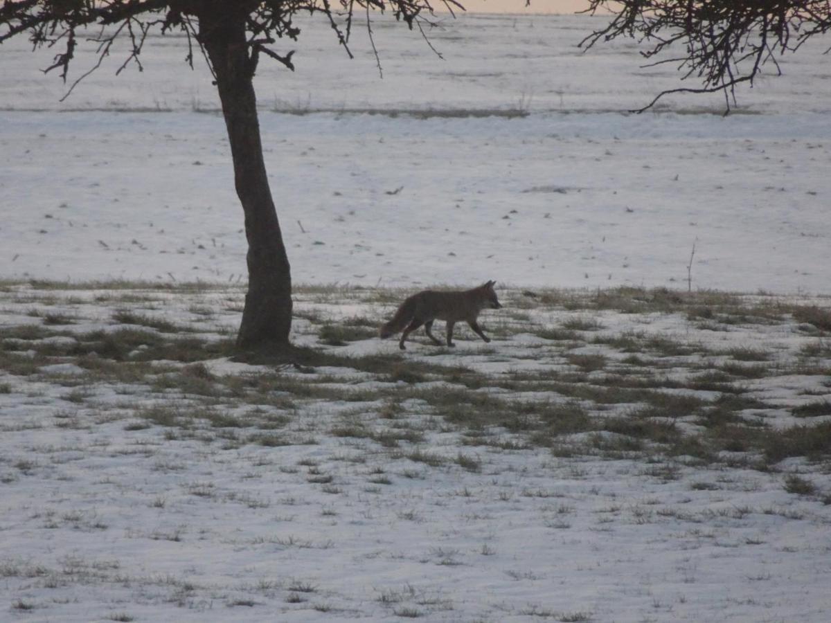 Apartament Urlaub Mit Hund Auf Dem Bauernhof Hofswald Euscheid Zewnętrze zdjęcie