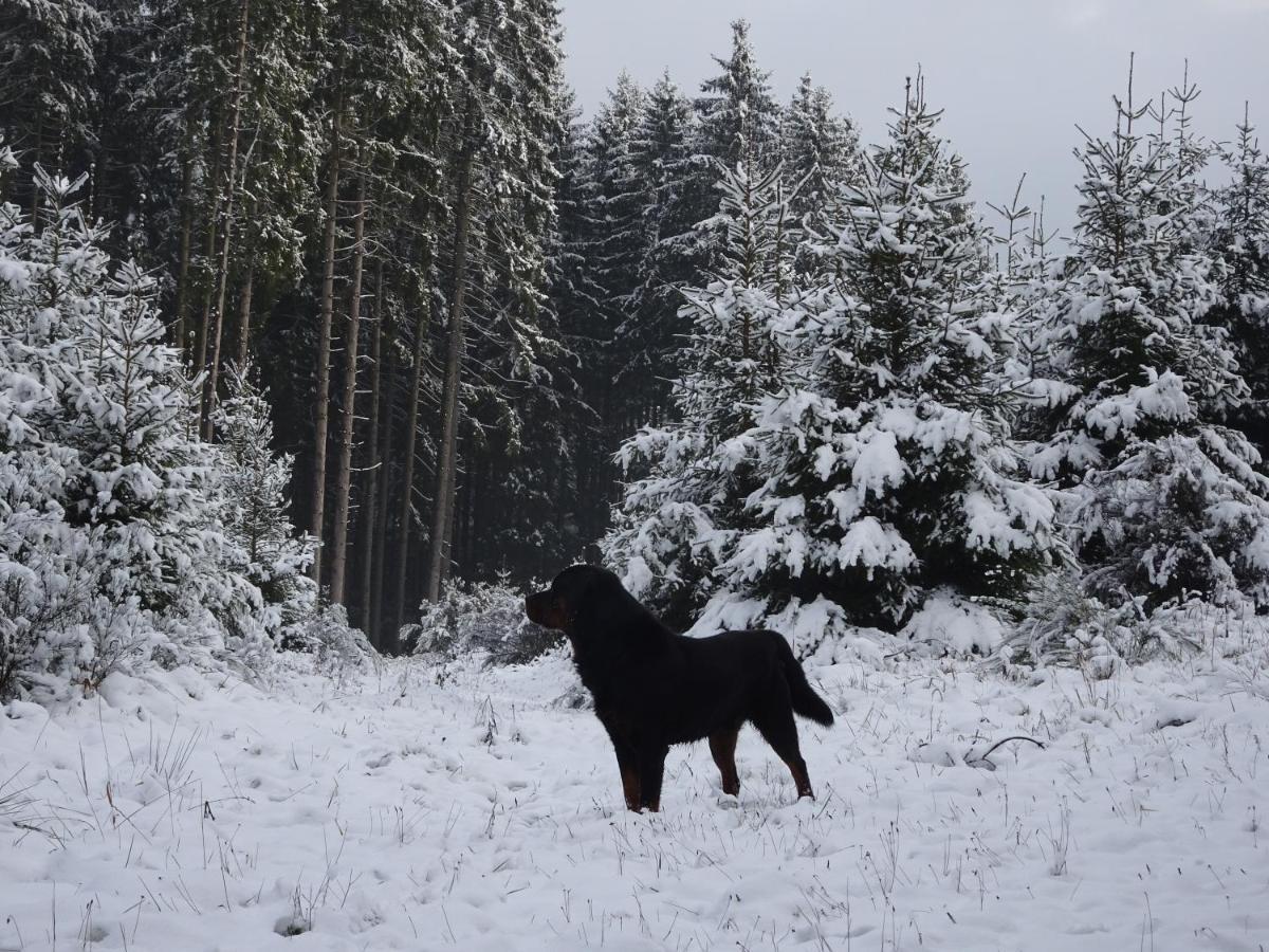 Apartament Urlaub Mit Hund Auf Dem Bauernhof Hofswald Euscheid Zewnętrze zdjęcie