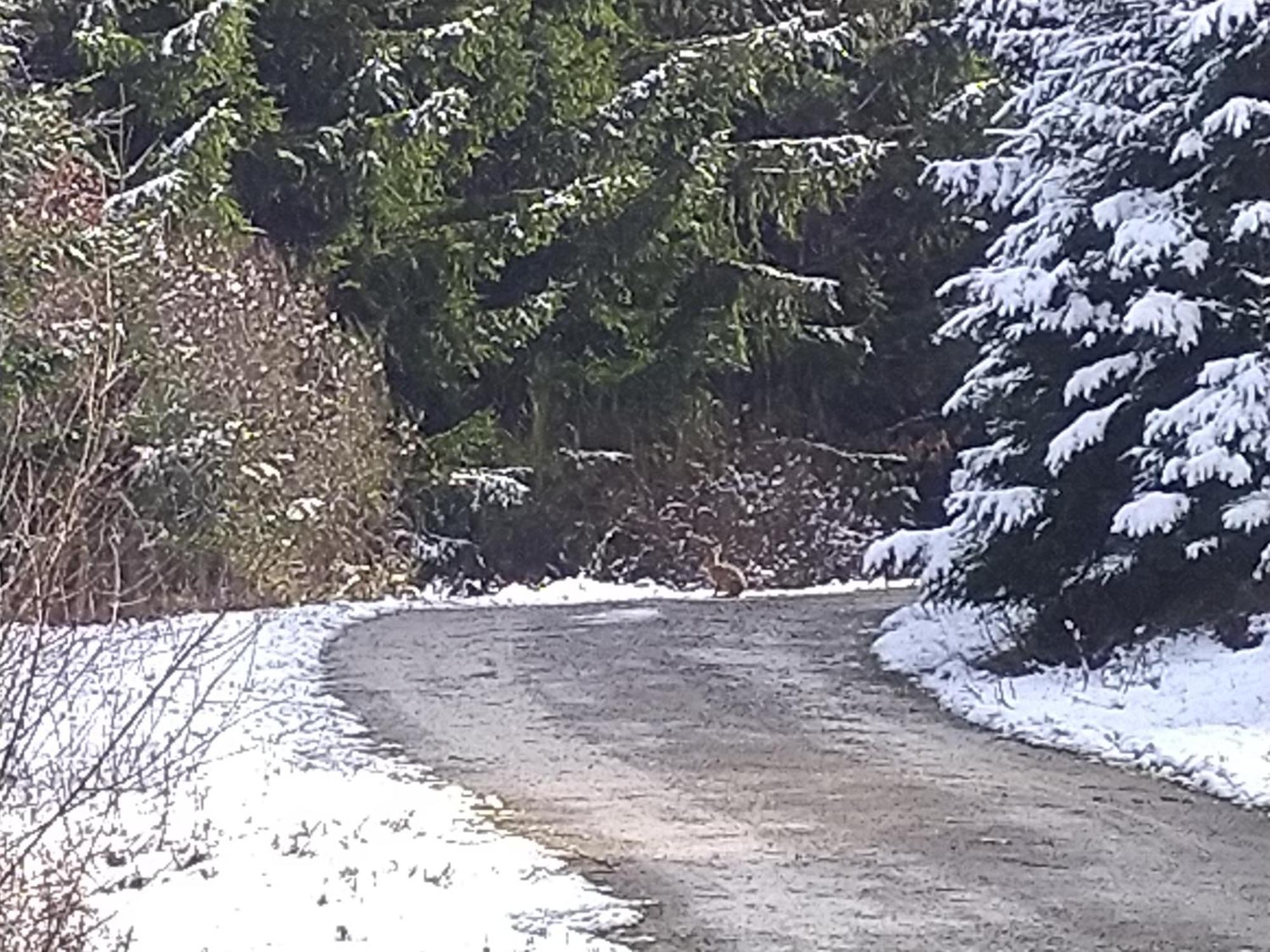 Apartament Urlaub Mit Hund Auf Dem Bauernhof Hofswald Euscheid Zewnętrze zdjęcie