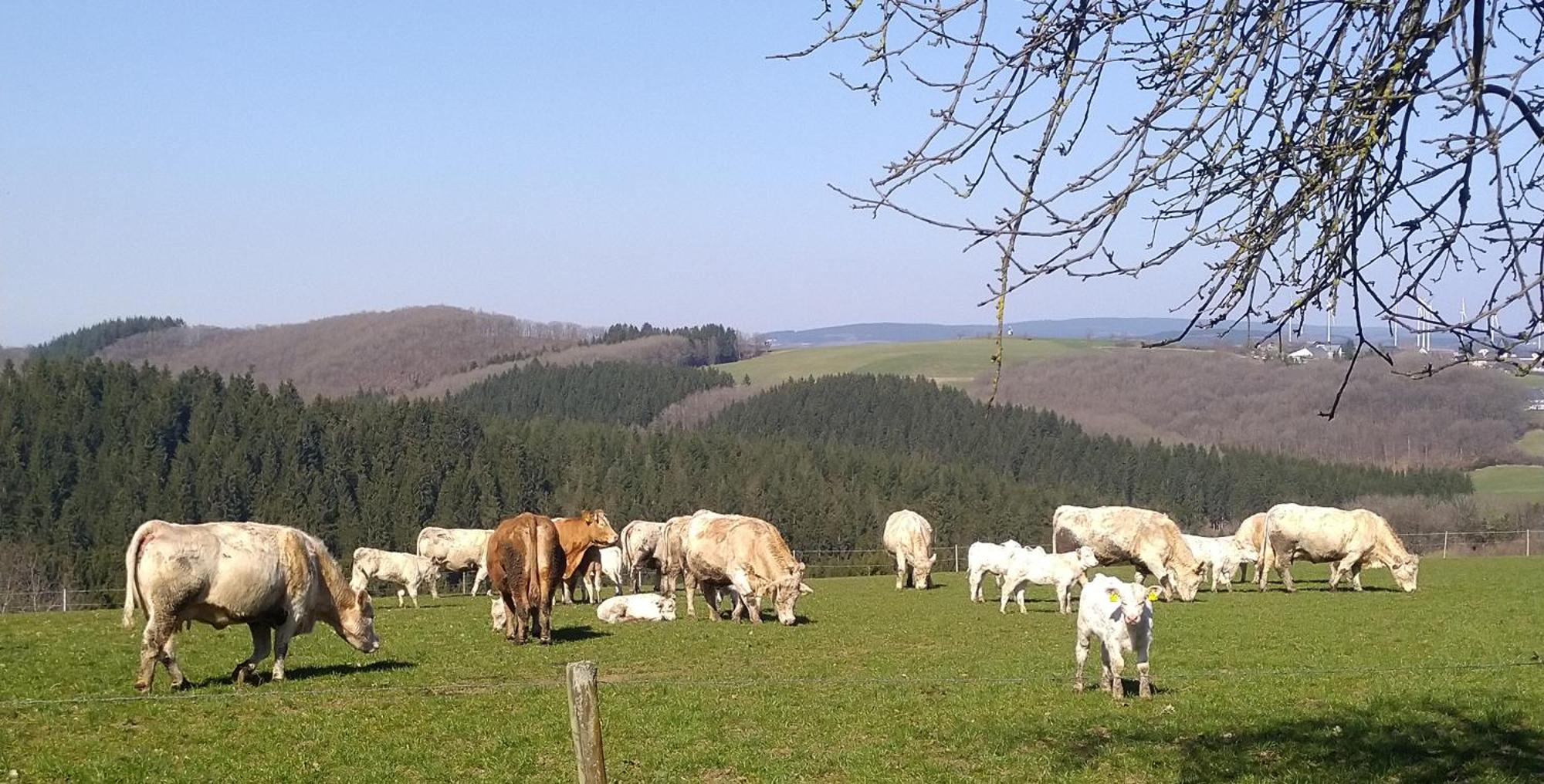 Apartament Urlaub Mit Hund Auf Dem Bauernhof Hofswald Euscheid Zewnętrze zdjęcie