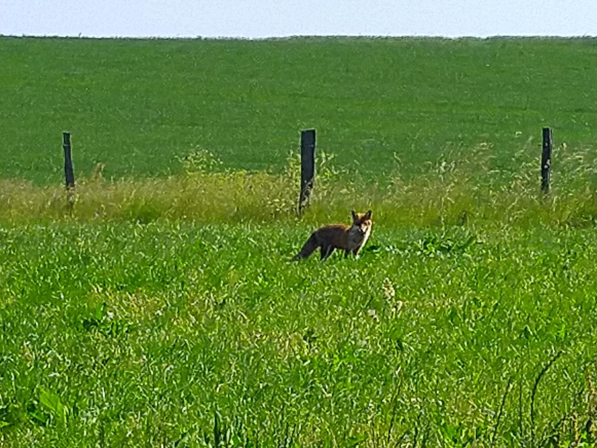 Apartament Urlaub Mit Hund Auf Dem Bauernhof Hofswald Euscheid Zewnętrze zdjęcie