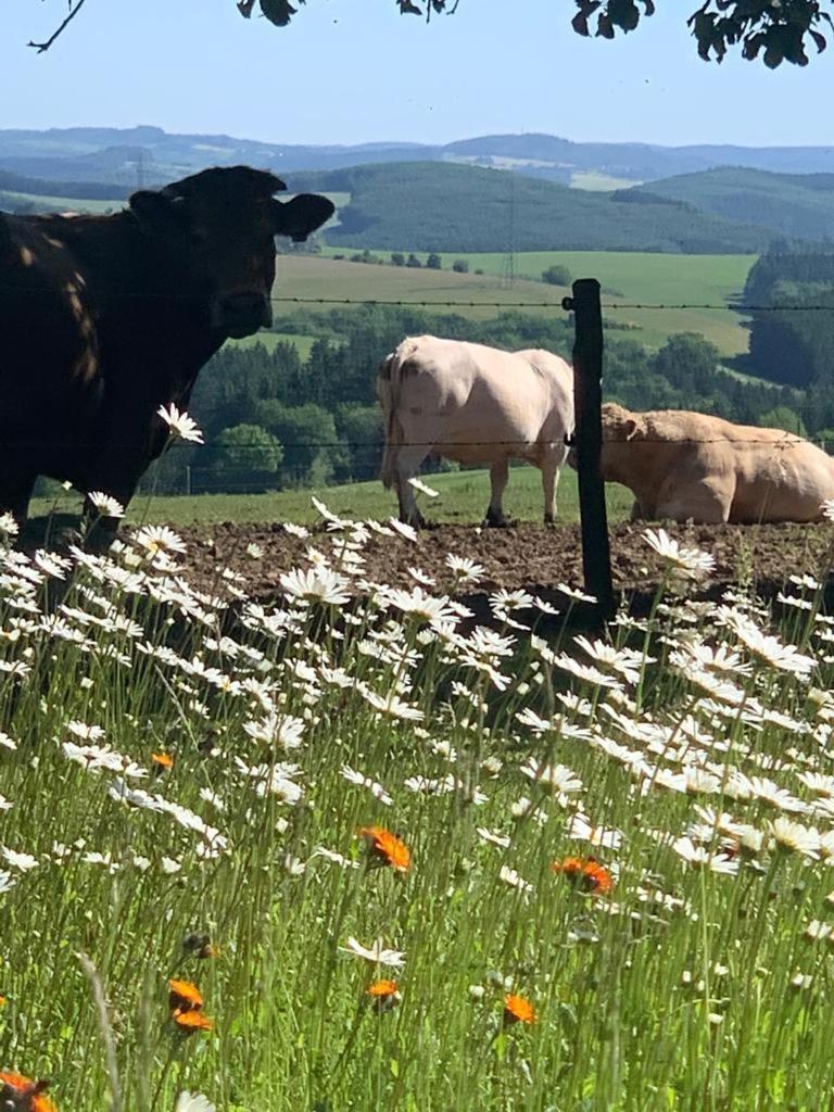 Apartament Urlaub Mit Hund Auf Dem Bauernhof Hofswald Euscheid Zewnętrze zdjęcie