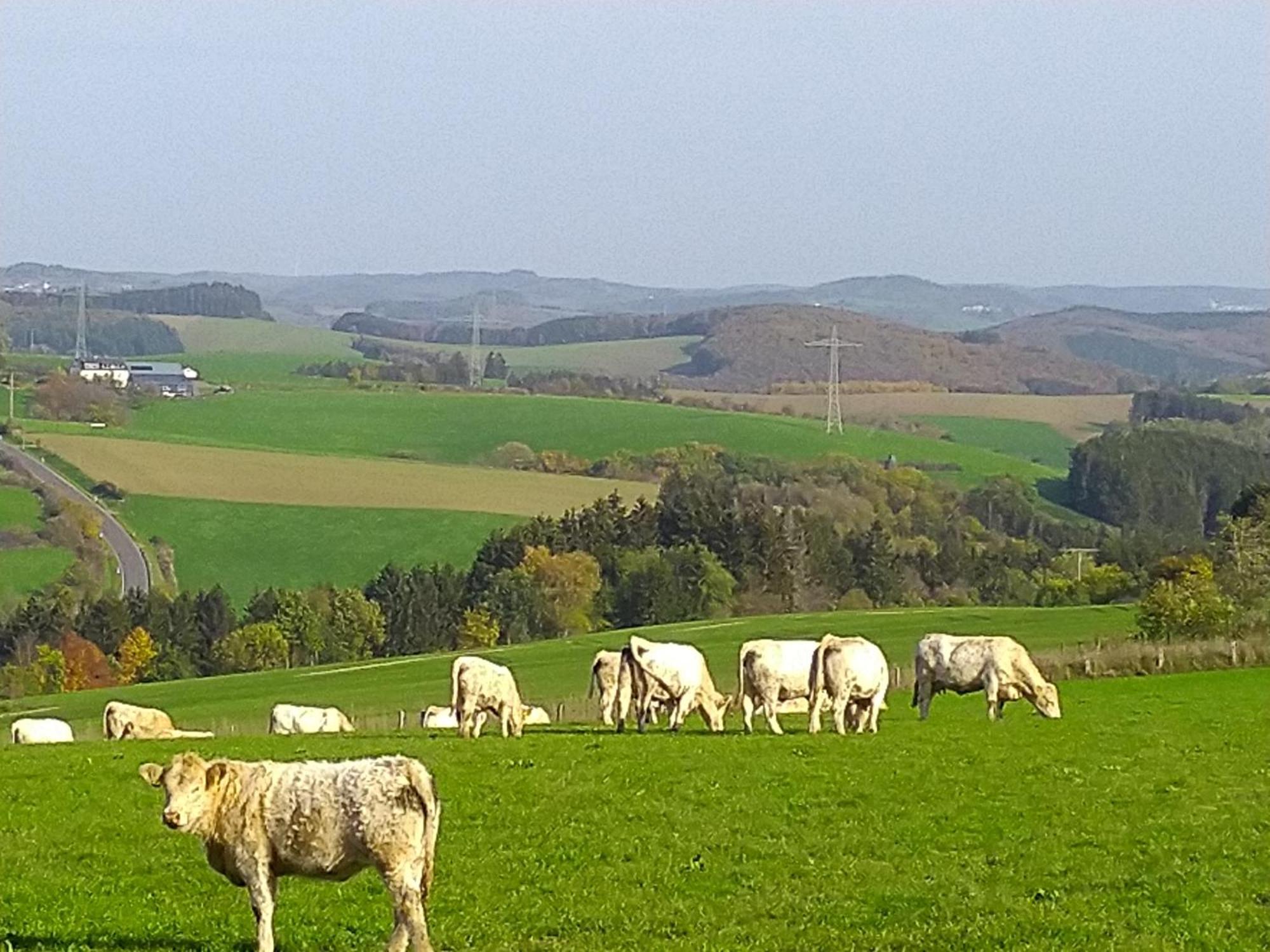 Apartament Urlaub Mit Hund Auf Dem Bauernhof Hofswald Euscheid Zewnętrze zdjęcie