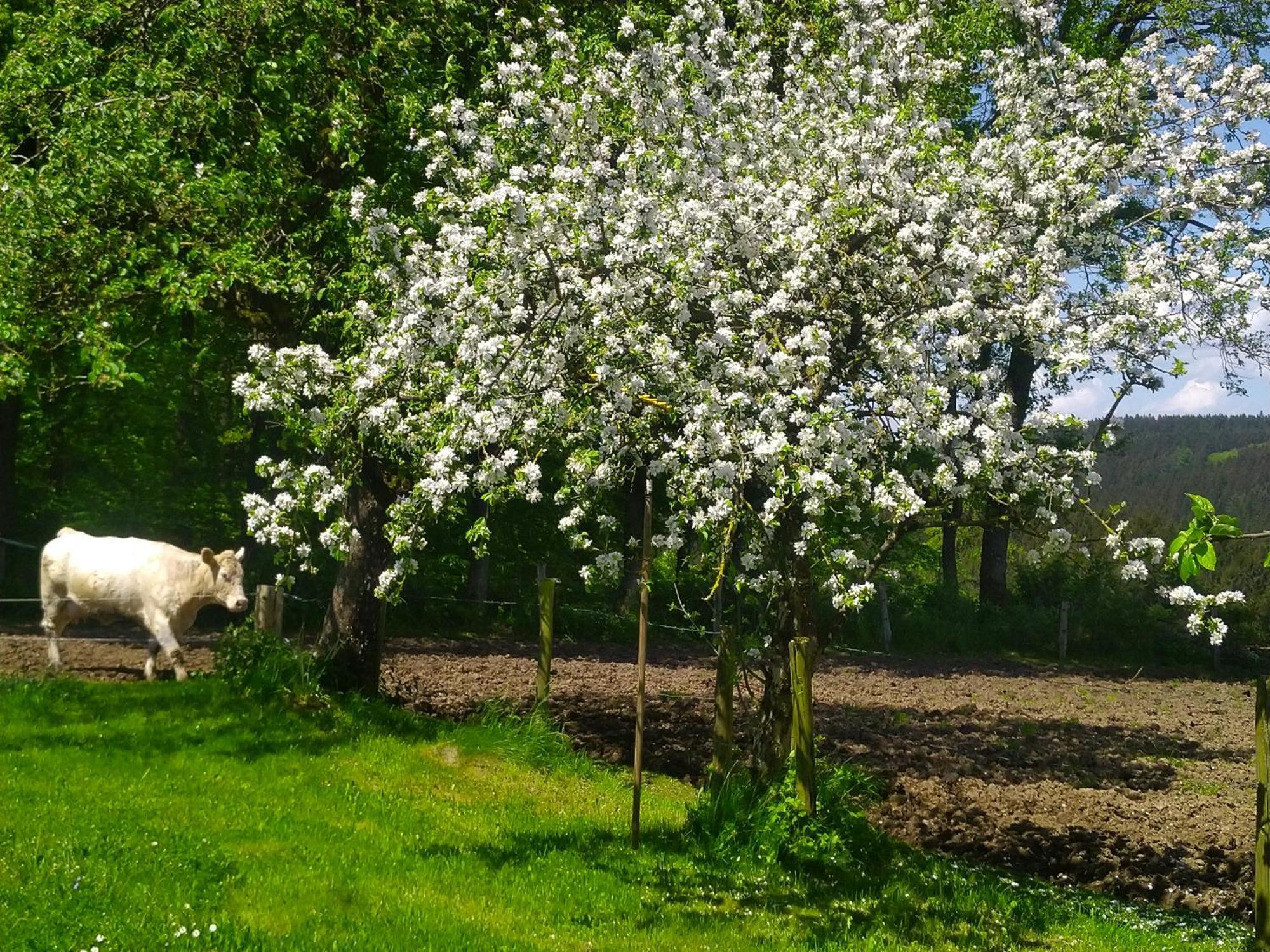 Apartament Urlaub Mit Hund Auf Dem Bauernhof Hofswald Euscheid Zewnętrze zdjęcie